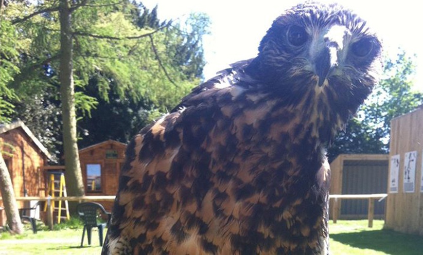 Image 3: Entry Ticket to York Bird of Prey Centre