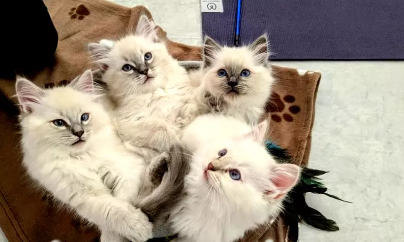 Find Your Zen: Yoga Classes With Adorable Kittens in London