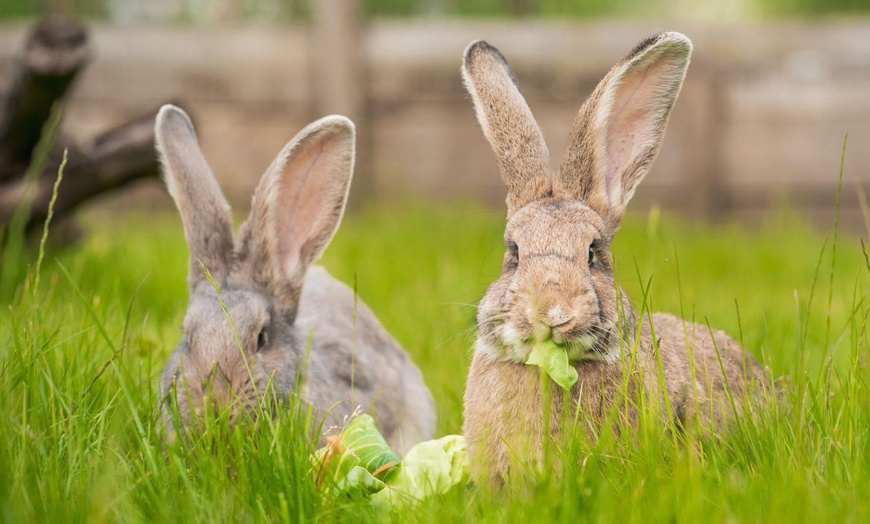 Image 11: Wildlife & Meadow Park Fun – Tickets for 2, 3, 4 or 6