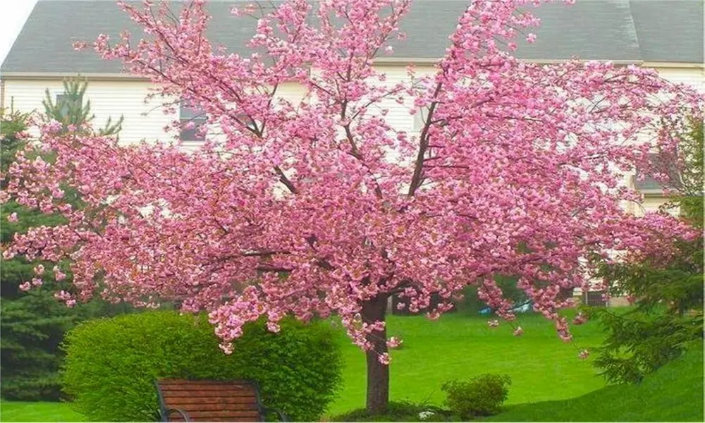 Double Flowering Cherry-Almond Tree from £19.99 With Free Delivery (Up to 65% Off) - Primary Image