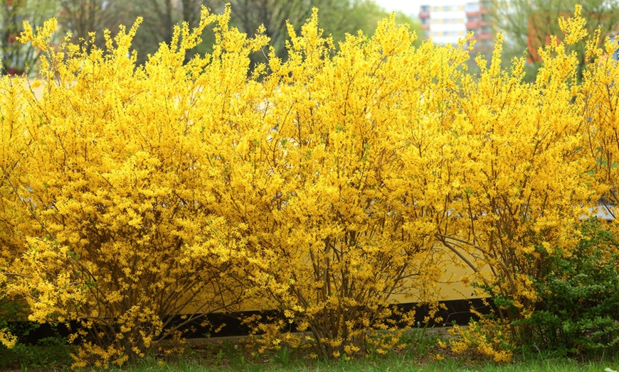 Image 1: Up to Three Dwarf Forsythia 'Mikador Plants' 9cm with Optional Planter