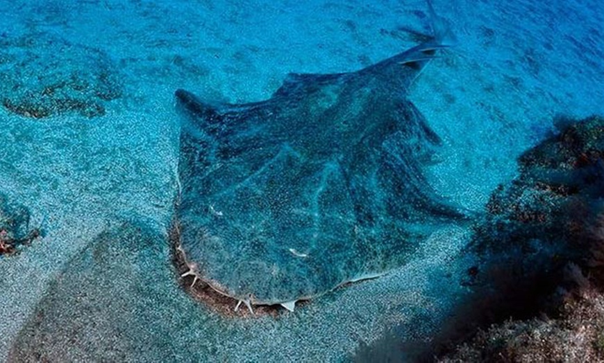 Image 9: Descubre el fondo marino con un bautismo de buceo para 1 o 2 personas
