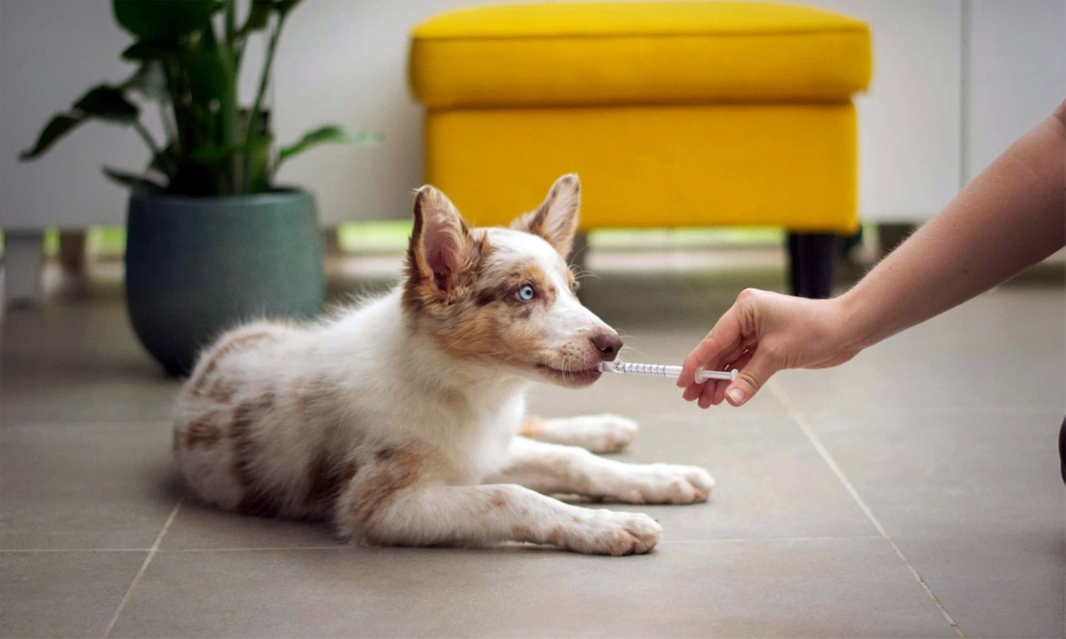 Vacuna para perro o gato en Centre Veterinari Terrassa