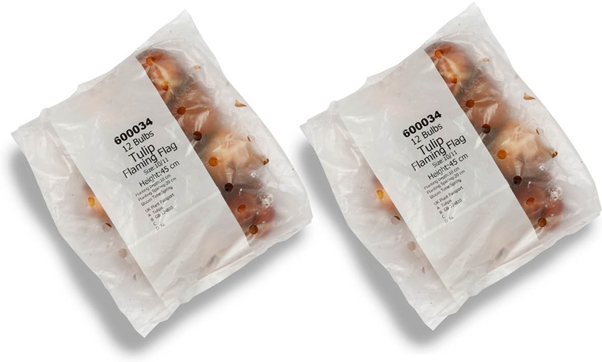 Image 6: 12 or 24 Tulip Flaming Flag Spring Flowering Bulbs