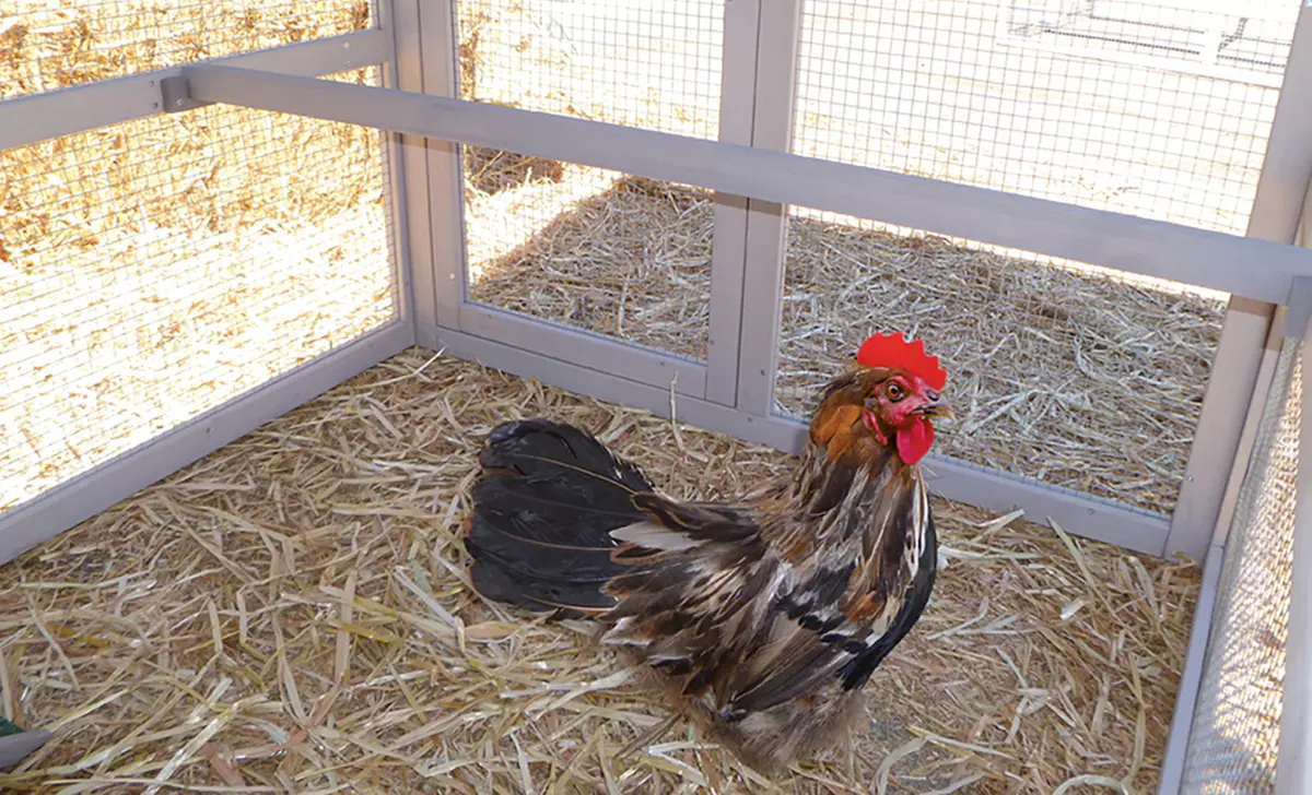 Precision Pet Extreme Hen House Coop - Second Medium