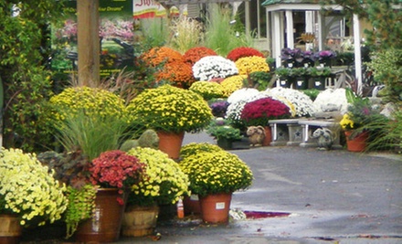 $15 for $30 Worth of Plants, Flowers, and Gardening Accessories at Campbell & Ferrara Outdoor Living in Alexandria, VA - Primary Image