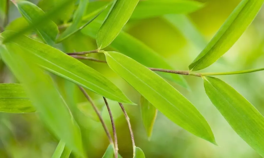 1 o 2 plantas de Fargesia Red Dragon