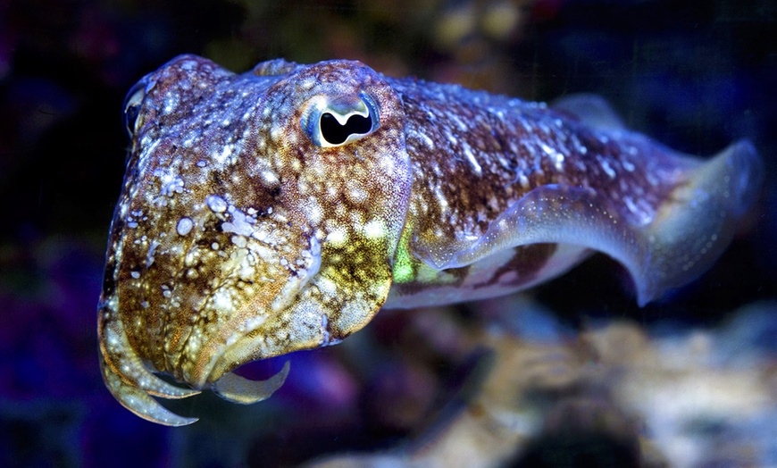 Image 15: Museo Oceanografico a Monaco -50%