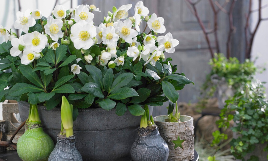 Image 1: Set de 3 ou 6 Hellébores "Christmas Carol" à floraison hivernale