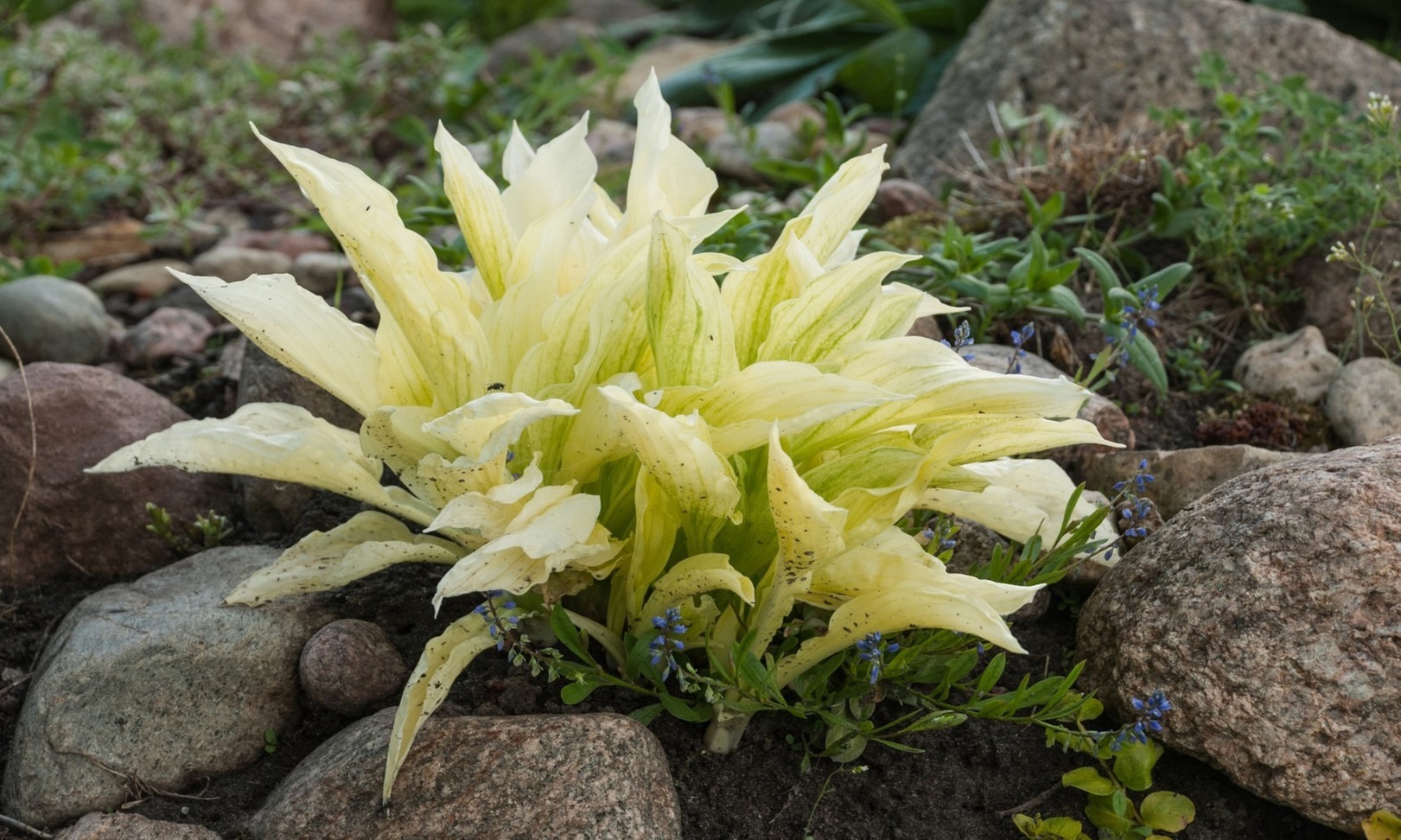 White Feather Trimmed Hosta Bare Roots (2-, 4-, 8-Pack With Planting Tool)