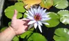 $75 for a Two-Hour Home-Landscaping Consultation from Have Spade Will Travel ($150 Value)