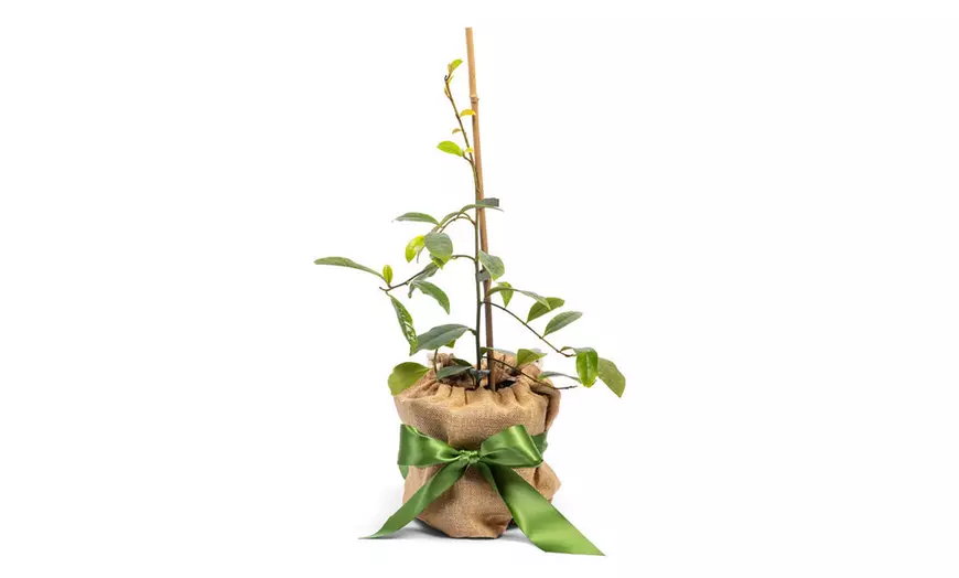 Image 4: YouGarden Gift Wrapped Magnolia Trees, Assorted Varieties