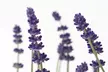 6 ou 12 plants de lavande "Lavandula angustifolia", livraison offerte - Second Medium