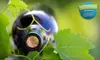 Wyland Living Green Fair Outing for Two, Three, or Four People in Boca Raton (Up to 60% Off)