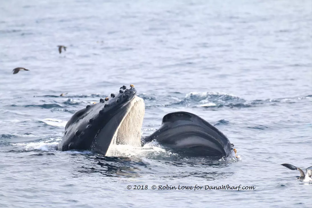 Whale & Dolphin Watching from Dana Wharf Whale Watching