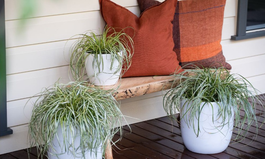Image 2: Carex 'Moon Falls' - 1, 2 or 3 potted Plants 