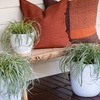Image 2: Carex 'Moon Falls' - 1, 2 or 3 potted Plants 
