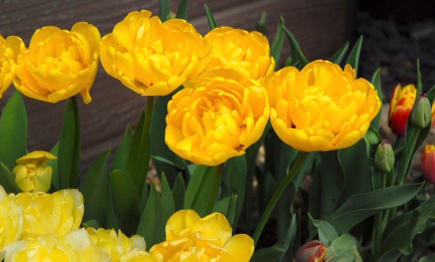 Image 5: Up to 36 Bulbs of Tulip Pastel Mix Collections