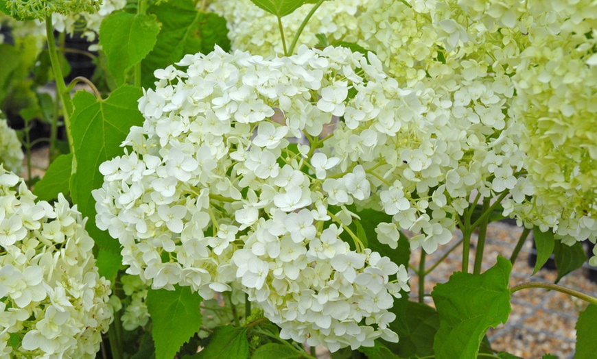 Image 17: Upto Three Mixed Potted White Hydrangea Varieties