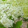 Image 17: Upto Three Mixed Potted White Hydrangea Varieties