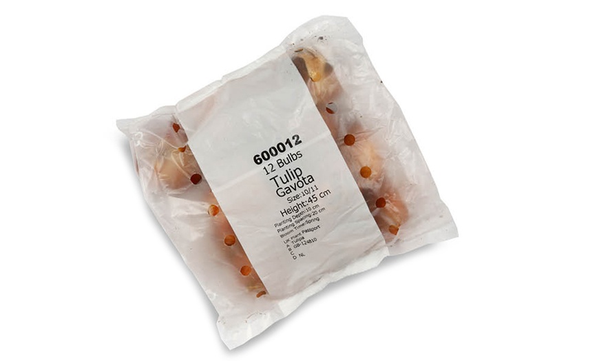 Image 4: 12 or 24 Tulip Gavota Spring Flowering Bulbs
