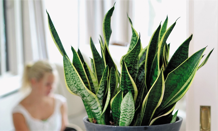 Image 2: 2x oder 4x Bogenhanf "Sansevieria"