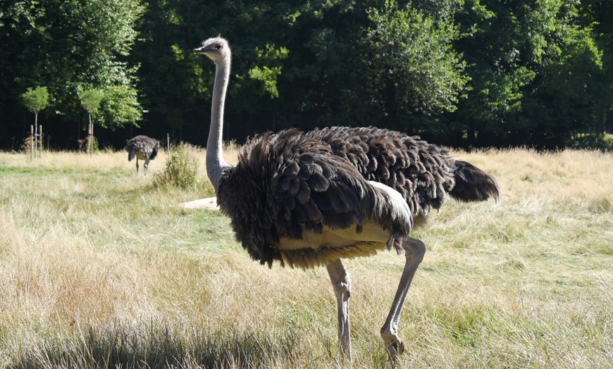 Image 17: Tiergarten Kleve – Ticket für 2 Erwachsene / 1 Kind, gültig bis 09.10.