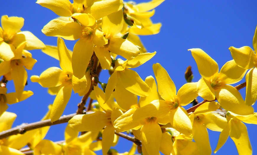 Image 2: Forsythia Weekend Standard