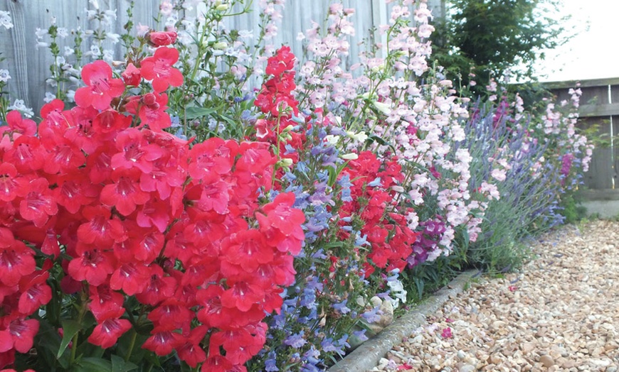 Image 6: 12 or 24 Hardy Penstemon Plants