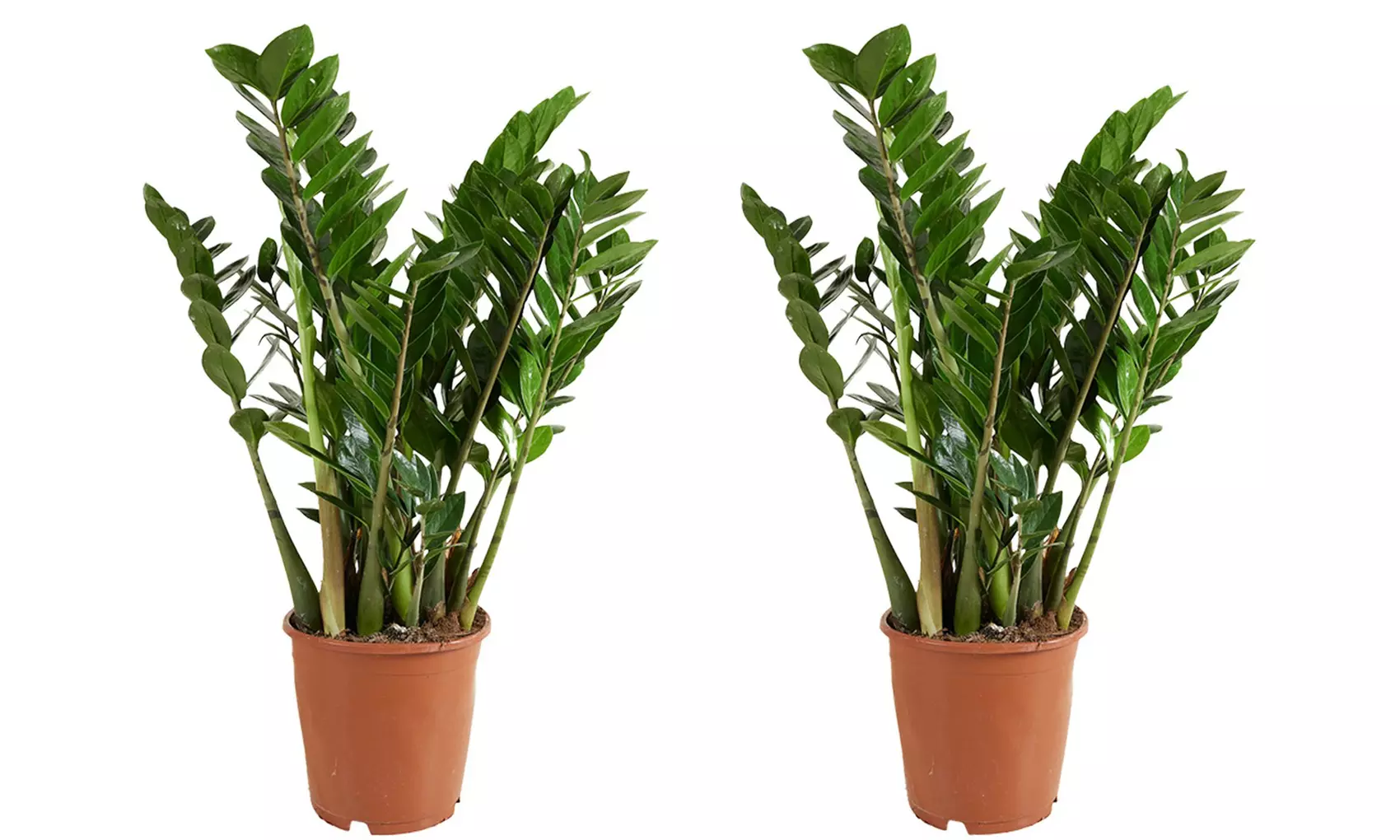 1 oder 2 Glücksfeder-Pflanzen (Zamioculcas)