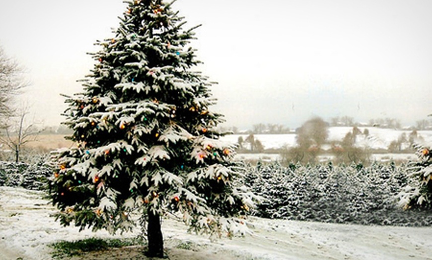 Image 3: Lodgepole Pine Christmas Tree