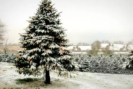 Lodgepole Pine Christmas Trees from £22 (Up to 53% Off) - Second Medium