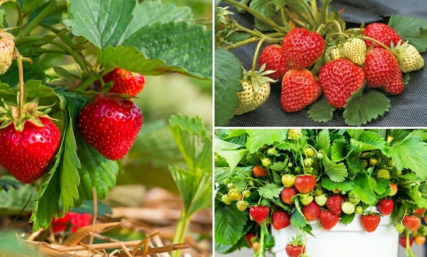 Image 7: Strawberry Plant Collection