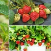 Image 7: Strawberry Plant Collection