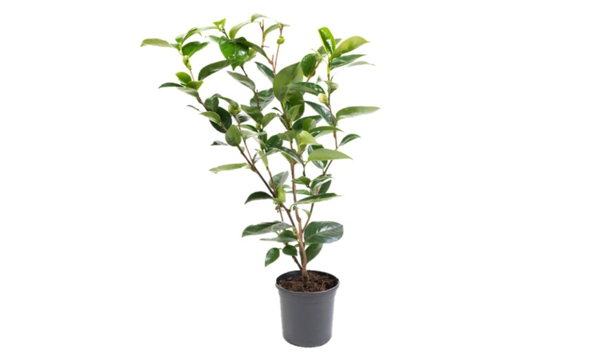 Image 3: 1 oder 2 japanische Rosen-Sträucher "Camellia japonica" XL