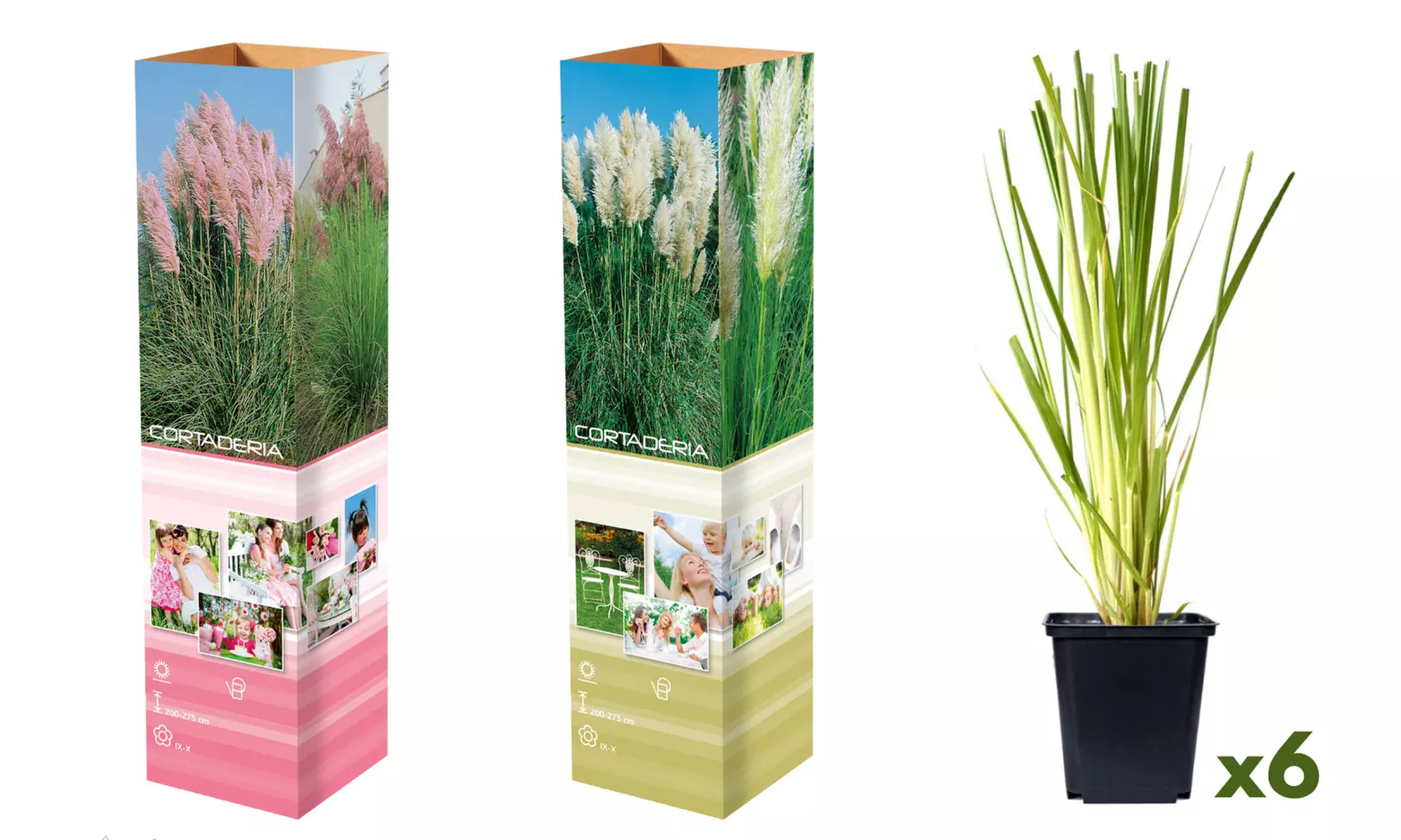 3 of 6 pampasgras planten