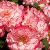 Image 9: Begonia Garden Ready Plants - 15 or 30 Plants