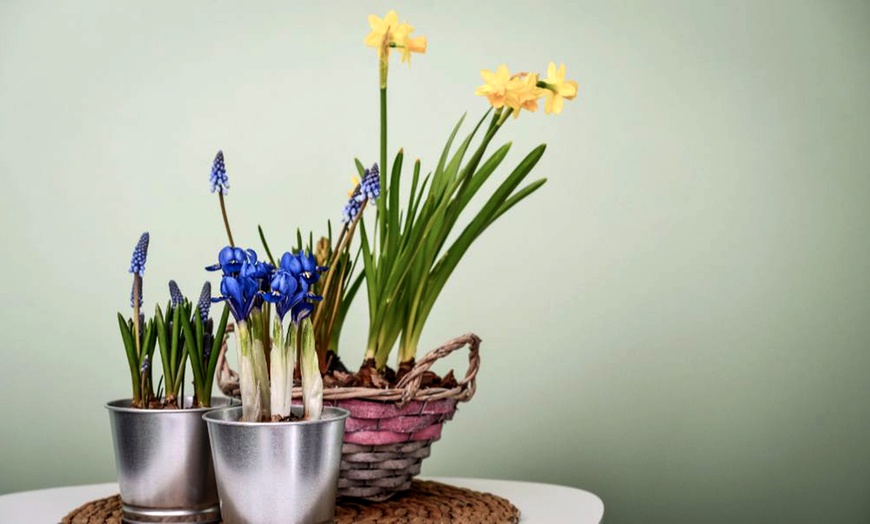 Image 3: Spring Symphony Mix 60 Bulbs