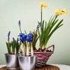 Image 3: Spring Symphony Mix 60 Bulbs