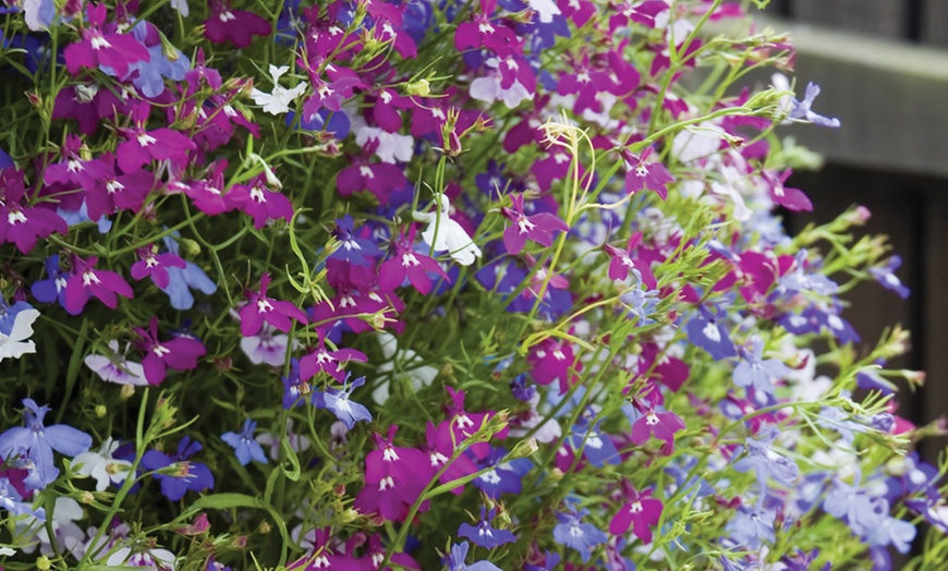 Image 2: Lobelia Monsoon and Cascade