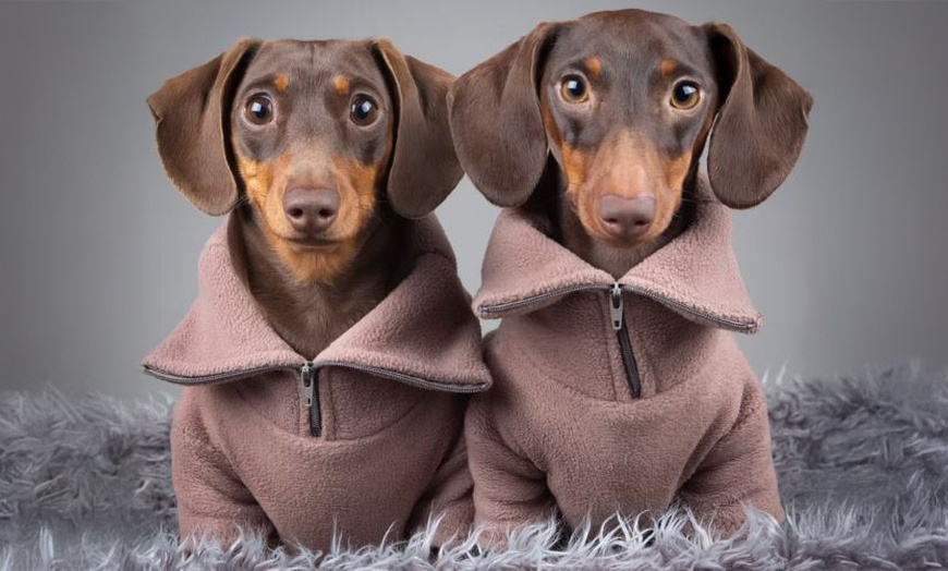 Image 4: Pet Multi Shoot: x2 10x8" Wall Blocks/x2 Digital Images & x1 Per Shoot