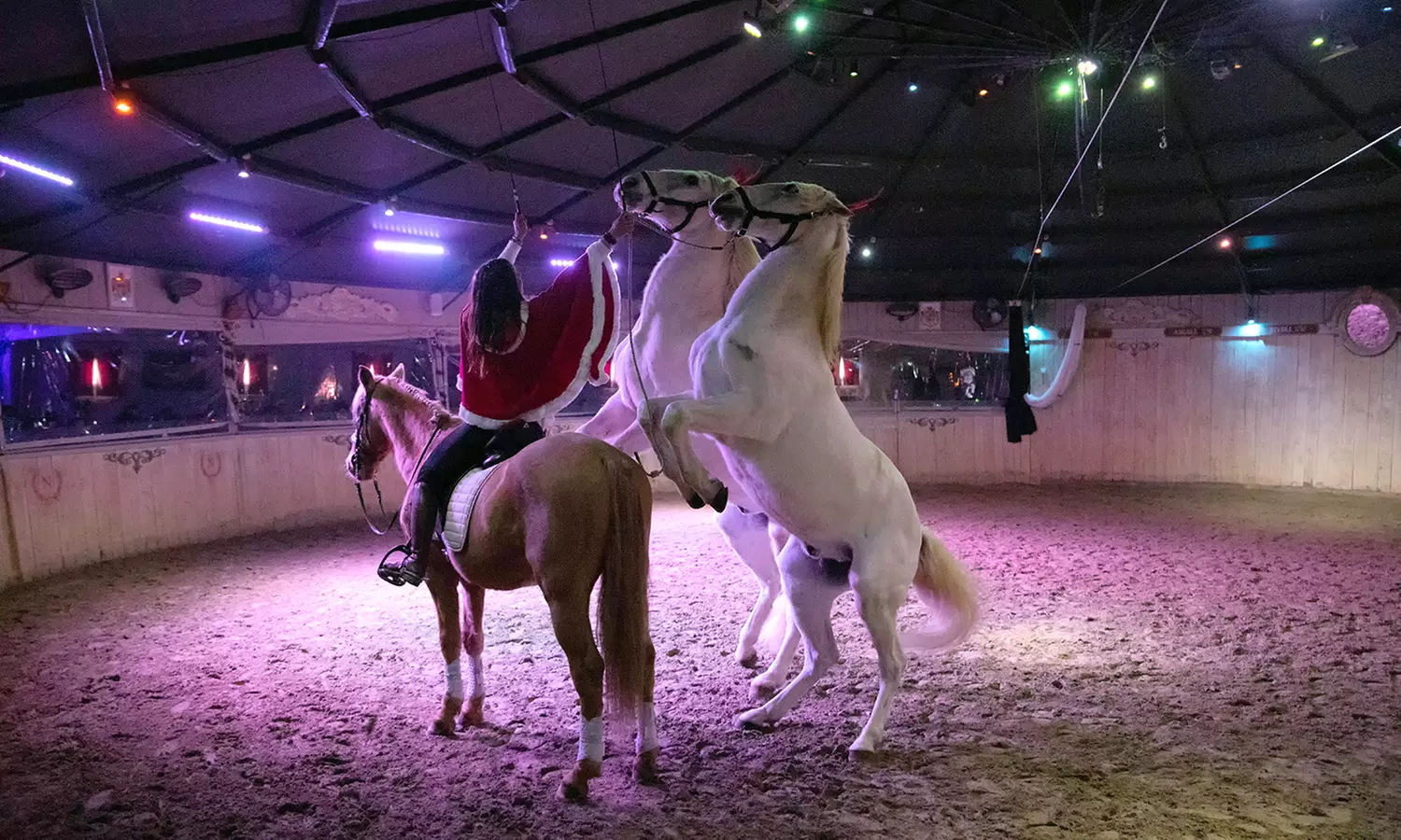 Cabaret équestre des Mylords : spectacle ou repas-spectacle pour 2 ou 4 p., date au choix, jusqu'à 47% de remise - Primary Image