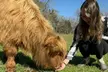 Visit Rooterville Animal Sanctuary: General Admission for One, Two, or Four People (Up to 40% Off) - Second Medium