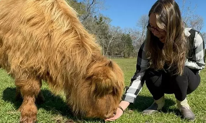 Visit Rooterville Animal Sanctuary: Admission for 1, 2, or 4 People