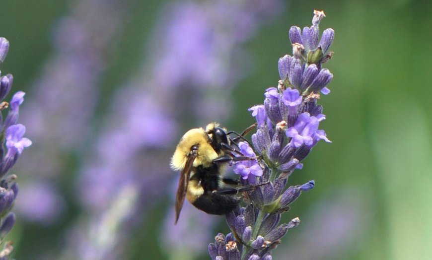 Image 2: Lavender Phenomenal - 3 or 6 Potted Plants with Optional Pots