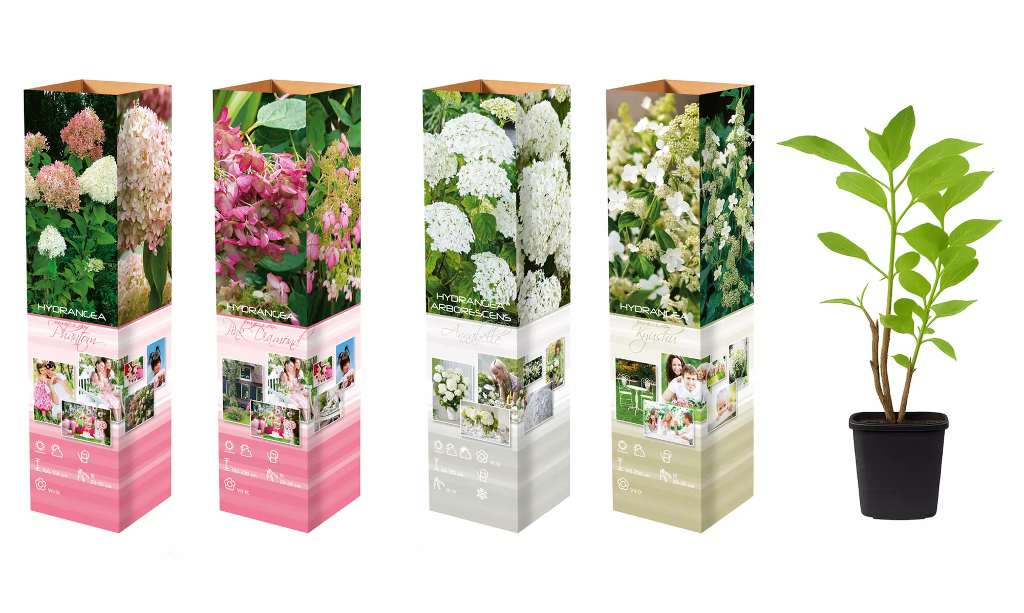 Set van 3 of 6 hortensia's