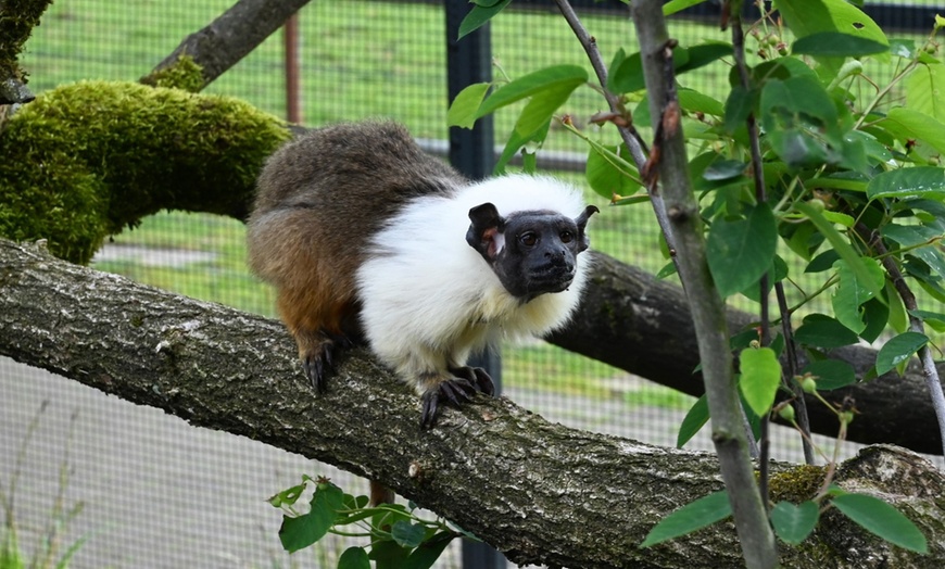 Image 13: Tiergarten Kleve – Ticket für 2 Erwachsene / 1 Kind, gültig bis 09.10.