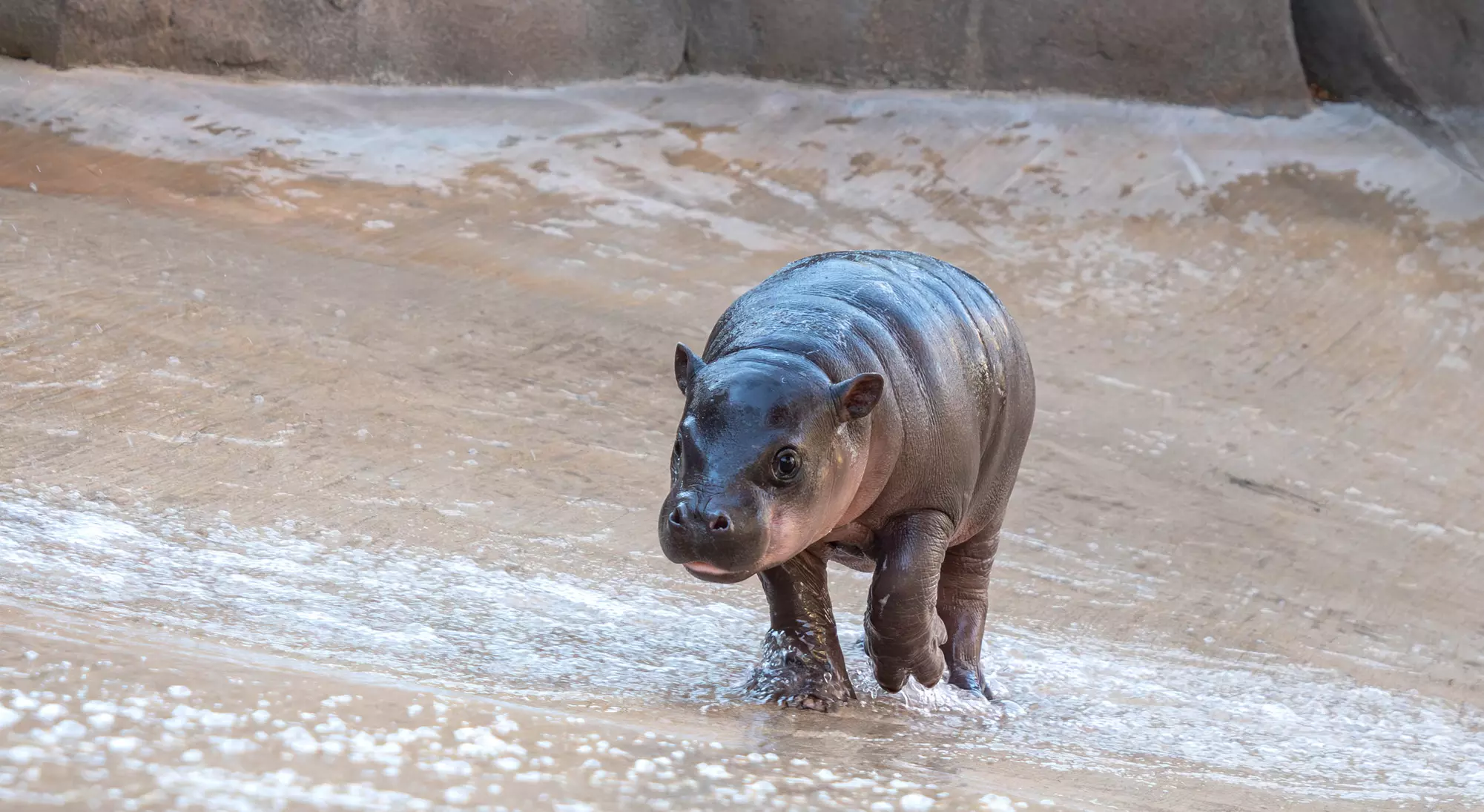 Wildlife World Zoo Discount Tickets & Aquarium Deals