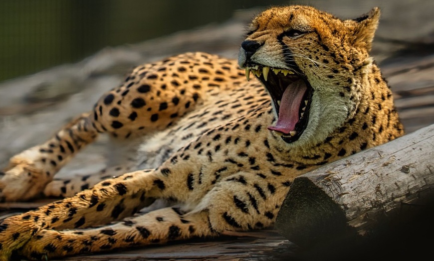 Image 4: General Admission to Belfast Zoo For Child, Adult, or Family 