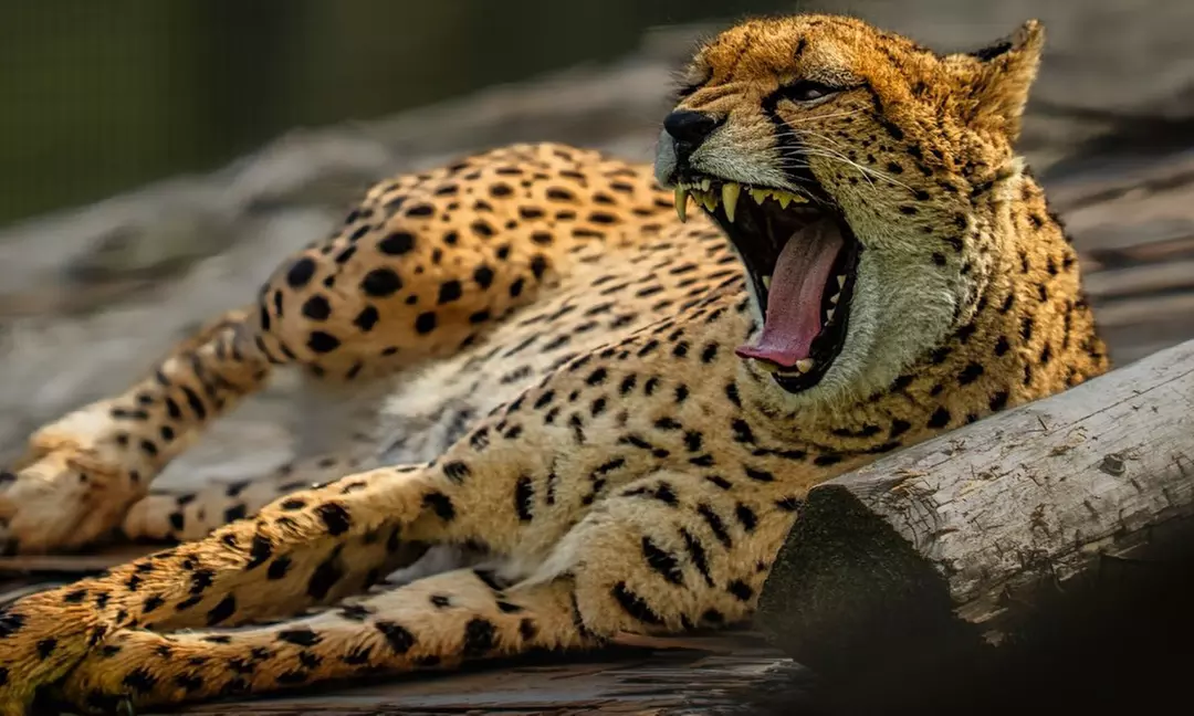 General Admission to Belfast Zoo For Child, Adult, or Family